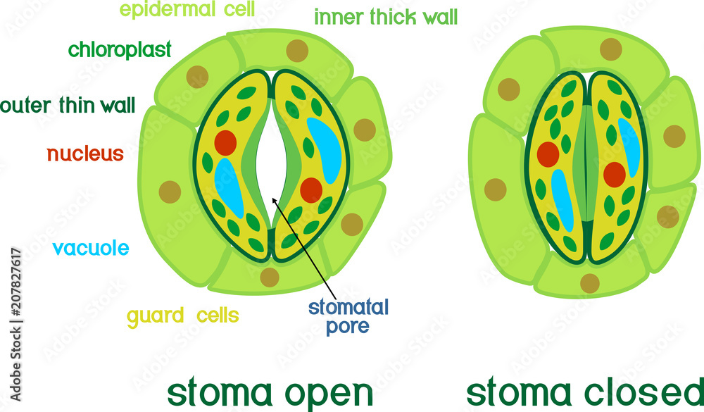 Structure of stomatal complex with open and closed stoma with