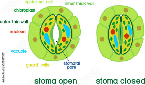 Structure of stomatal complex with open and closed stoma with titles