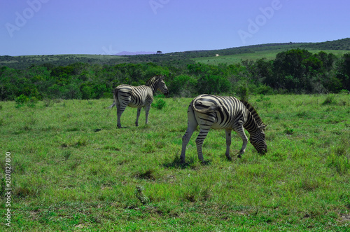 Zebras in Addo park  south africa