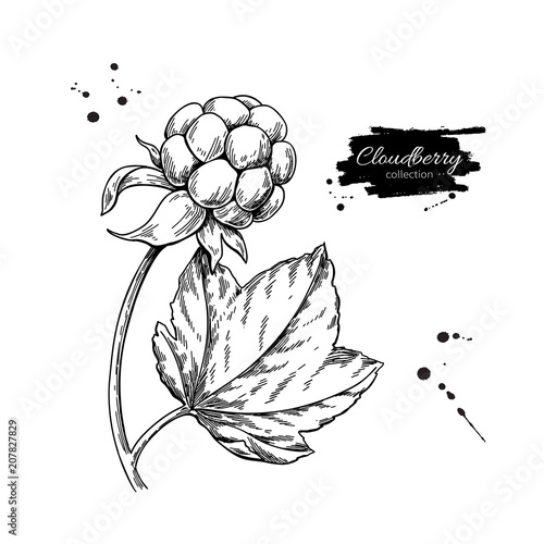 Cloudberry vector drawing. Organic berry food sketch. Vintage engraved illustration of superfood.
