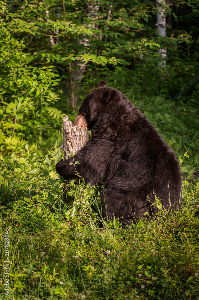 Adult Female Black Bear (Ursus americanus) Foraging Adult Female Black Bear (Ursus americanus) Foraging