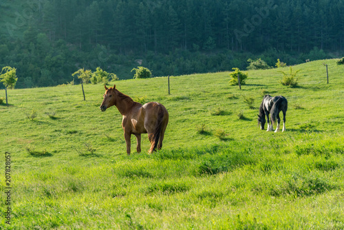Fototapeta Naklejka Na Ścianę i Meble -  horses on countryside on sunrise.
