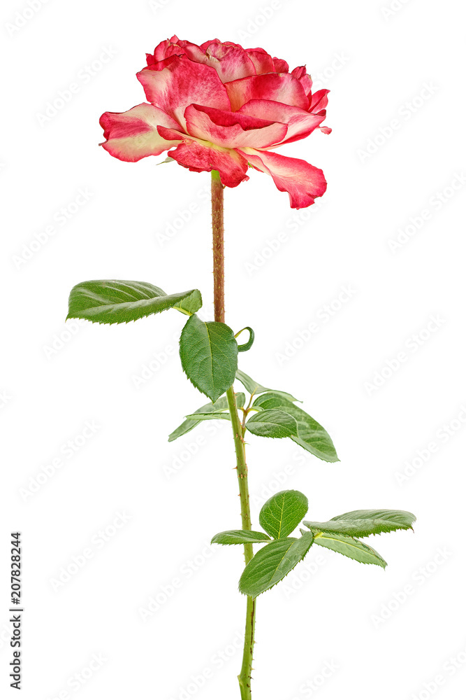 Single beautiful rose isolated on a white background Single beautiful rose isolated on a white background