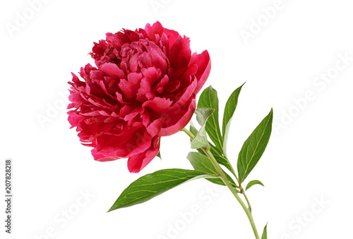 Red peony on a white background