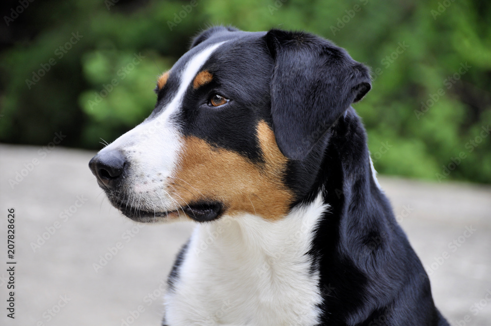 Young Sennenhund close-up playfull look in the eyes Young Sennenhund close-up playfull look in the eyes