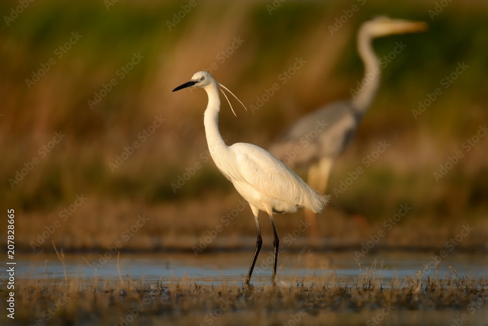 Little Egret (Egretta Garzetta) standing in the wetland and hunting Little Egret (Egretta Garzetta) standing in the wetland and hunting
