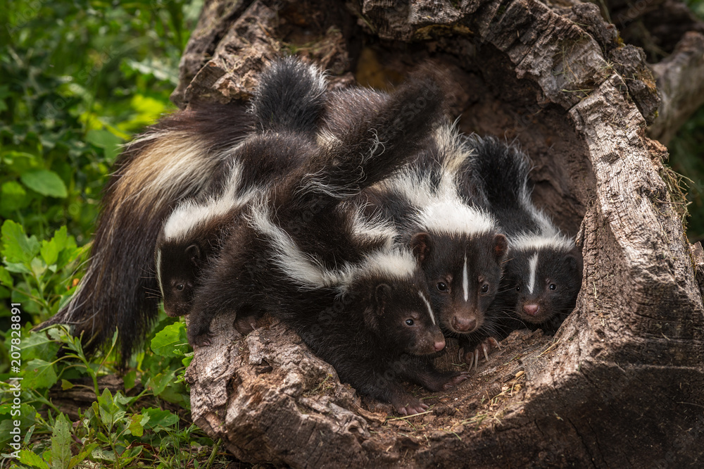 Striped Skunk (Mephitis mephitis) and Kits In Log Striped Skunk (Mephitis mephitis) and Kits In Log