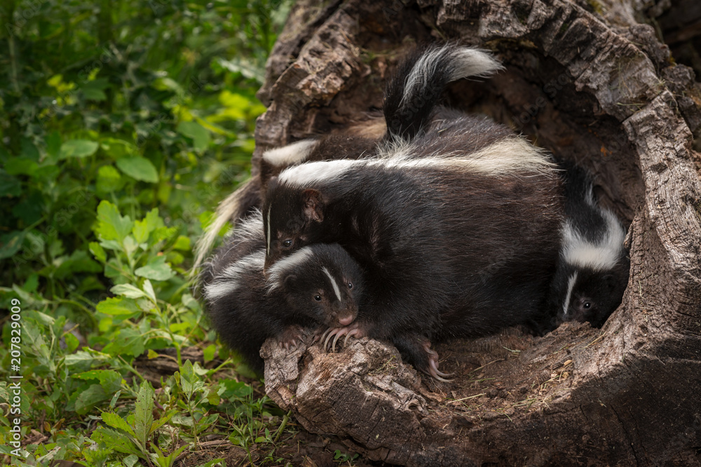 Striped Skunk Doe (Mephitis mephitis) Holds on to Kit in Log Striped Skunk Doe (Mephitis mephitis) Holds on to Kit in Log