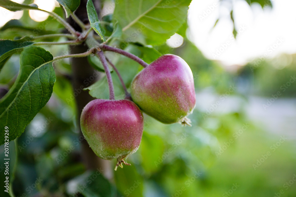 ripening apples on a branch against a tree ripening apples on a branch against a tree