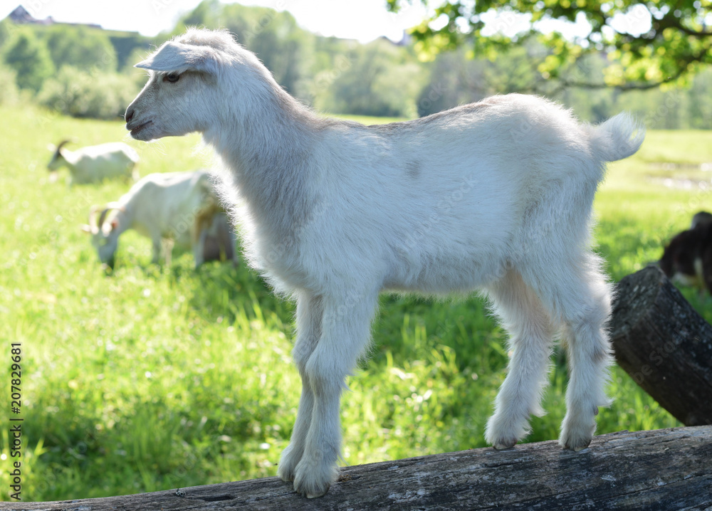 Fototapeta premium little goat in the meadow
