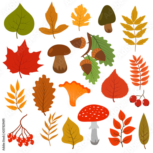 Yellow autumn leaves, mushrooms and berries. Fall forest elements vector cartoon collection isolated on white background
