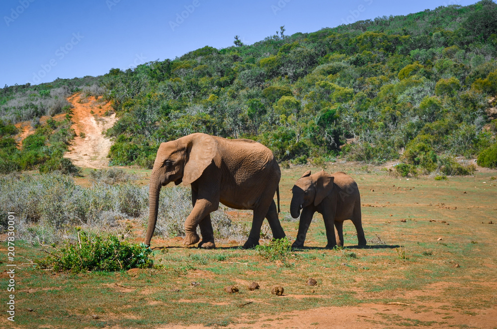 Elephants walking in Addo park, south africa
