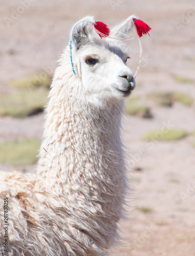 Decorated white llama (Lama glama) over blurred natural background. Bolivia