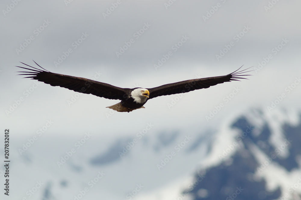 eagle, bald, american, nature, flying, bird, wildlife, white, animal, raptor, alaska, flight, haliaeetus, leucocephalus, america, feather, prey, fly, head, wing, symbol, background, yellow, majestic, 