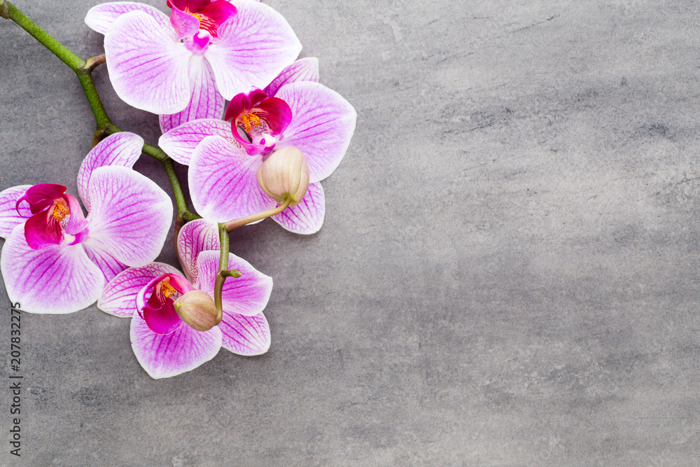 Fototapeta premium Beauty orchid on a gray background. Spa scene.