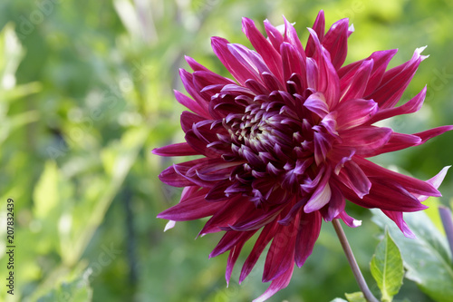 Fototapeta Naklejka Na Ścianę i Meble -  Dahlie (Dahlia)