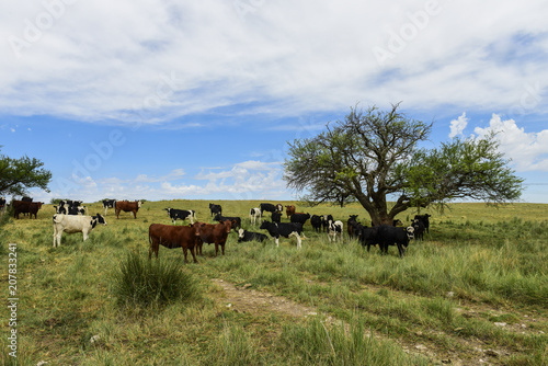 Wallpaper Mural Steers fed on pasture, La Pampa, Argentina Torontodigital.ca