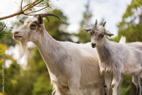 The goats apprentice 3