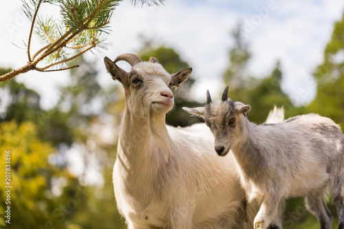 The goats apprentice 1