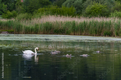 Schwan mit Jungschwänen am Kochelsee photo