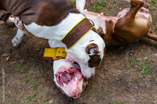 Dogs fight playing on the park's grass. photo