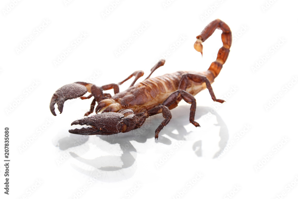 live scorpion on white background live scorpion on white background