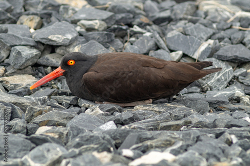 Oyster Catcher Layign Down