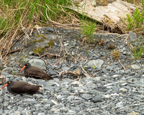 Mated Pair Oyster Catchers