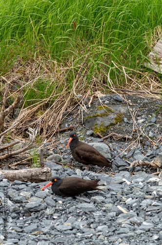 Oyster Catcher Center