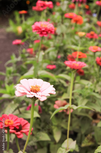 Red and pink flowers of zinnia