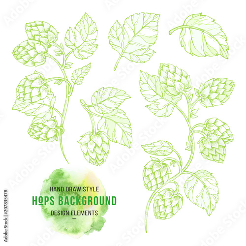 Sketches of hop plant, hop on a branch with leaves in engraving style Hops elements for packing, pattern, beer illustration.