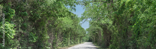 Fotografie Panorama view country road lined with canopy of trees live oaks in Gainesville, TX, USA