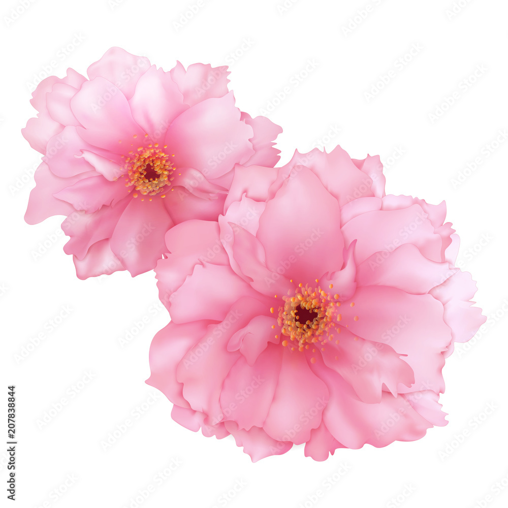 Fototapeta premium Vector 3D realistic pink cherry sakura flower digital art isolated