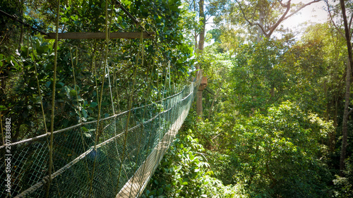 Exciting canopy walk high in the trees in Asian jungle