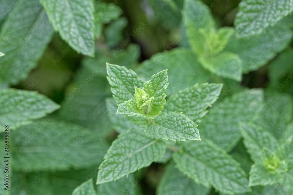 Spearmint plant (Mentha spicata var. crispa) Spearmint plant (Mentha spicata var. crispa)