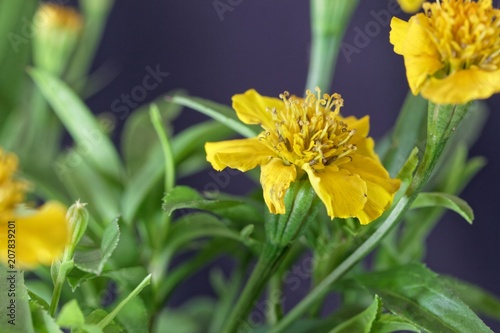 Sweetscented marigold (Tagetes lucida)