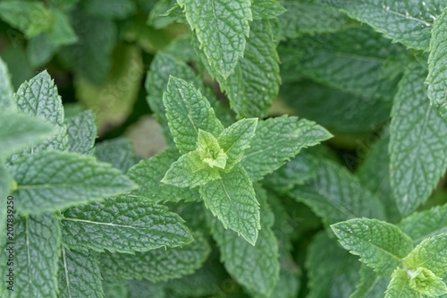 Spearmint plant (Mentha spicata var. crispa)