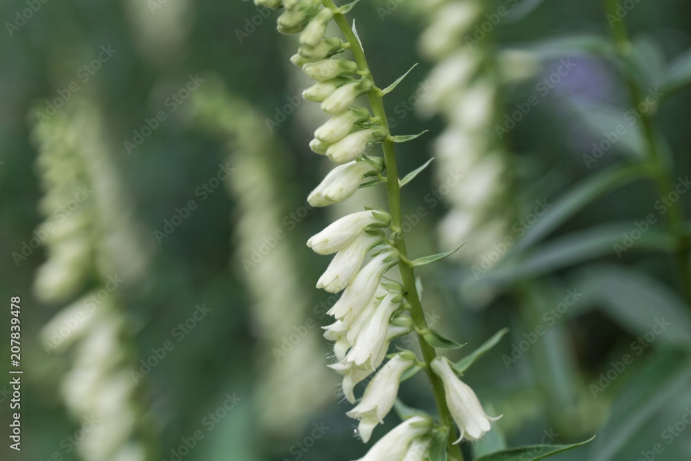 Flowers of Digitalis davisiana Flowers of Digitalis davisiana