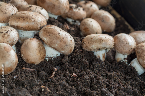 Cultivation of brown champignons mushrooms, grow in underground nature caves in France, ready for harvest