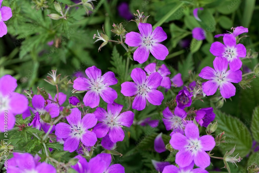 Meadow geranium (Geranium pratense) Meadow geranium (Geranium pratense)