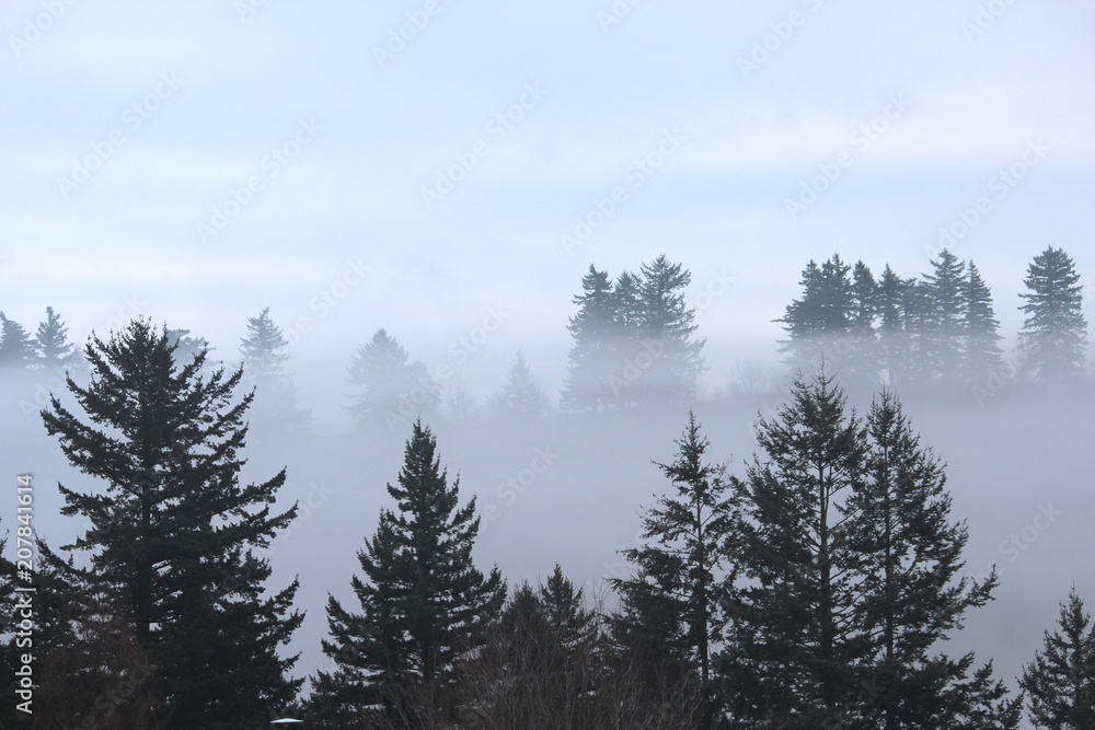 foggy bluff foggy bluff