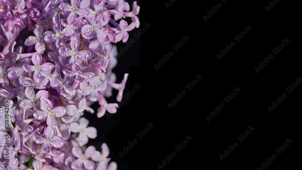 natural lilac black background isolate natural lilac black background isolate