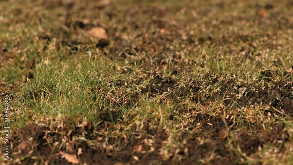 Close-up of Lawn grass grows on the field. Close-up of Lawn grass grows on the field.