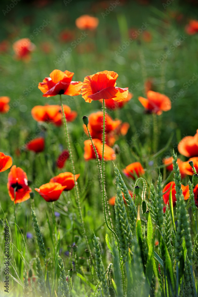 Naklejka premium plant, poppy, purple, red, rural, scarlet, season, sky, spring, stem, summer, wild, natur, 
