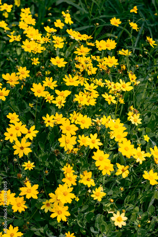 Yellow Field Yellow Field