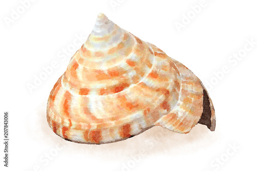 Watercolor sea shell 10