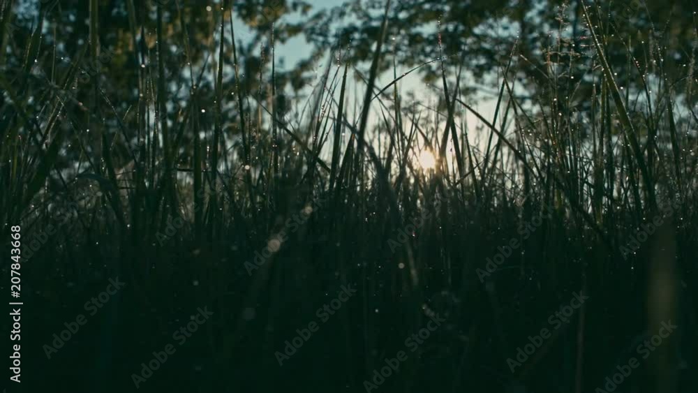 Wet grass in morning, closeup, shallow depth of field Wet grass in morning, closeup, shallow depth of field