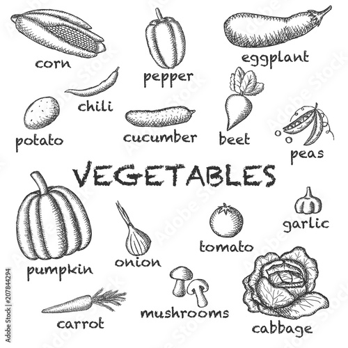 Vector image of painted vegetables on a light background with inscriptions under each vegetable.