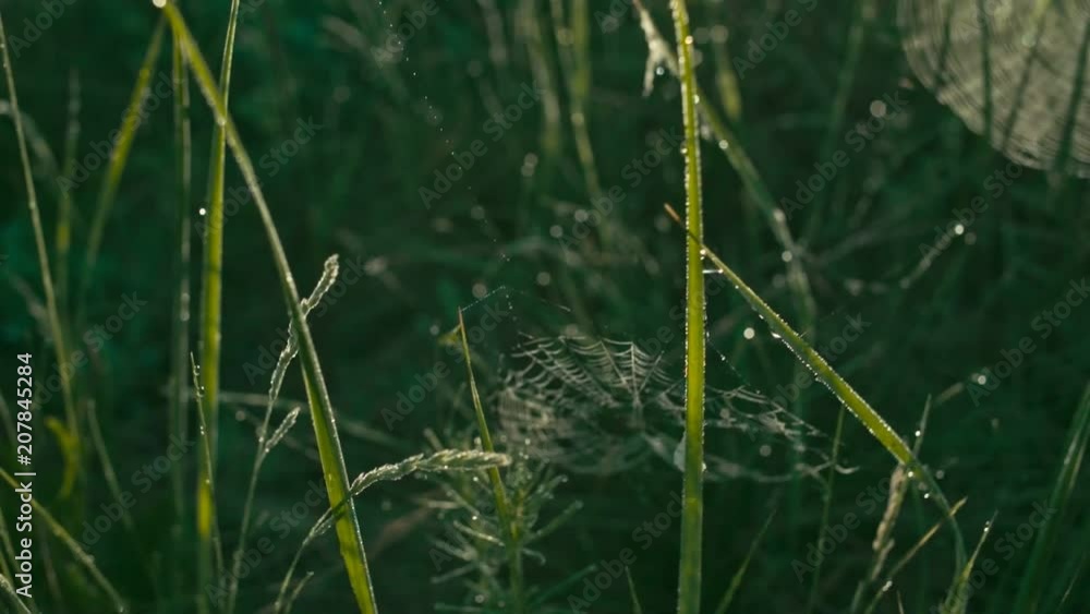 Spider's web on grass, closeup, shallow depth of field, slow motion, dolly shot Spider's web on grass, closeup, shallow depth of field, slow motion, dolly shot