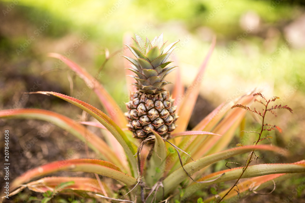 Baby Mini Small Pineapple Growing in Field Farm Plantation Baby Mini Small Pineapple Growing in Field Farm Plantation